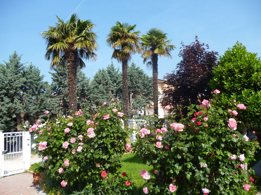 Lazise